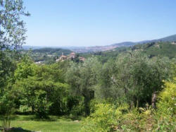 Olive Grove from Sunset House towards Opio