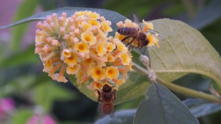 High summer with two very busy bees at work on the yellow Buddleia