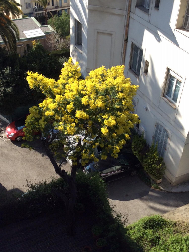 February 2015 - the view of the Mimosa from the balcony